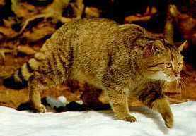 Scottish Wildcat